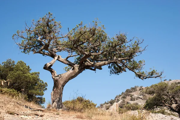 stock image Old tree