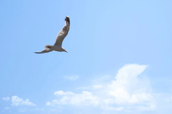 Літаюча Чайка Блакитному Небі — стокове фото