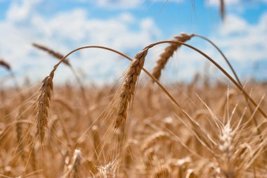 Beautiful field of ripe wheat under blue cloudy sky clipart