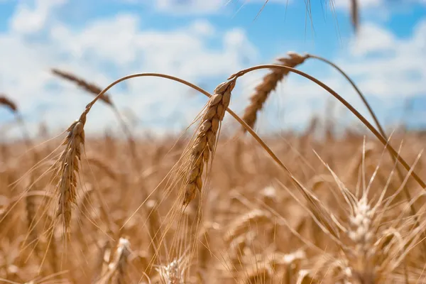 Beautiful Field Ripe Wheat Blue Cloudy Sky — Stock Photo, Image