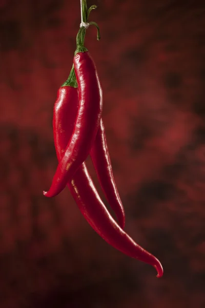 Red Hot Chili Legitimationshandlingar Över Mörk Röd Bakgrund — Stockfoto