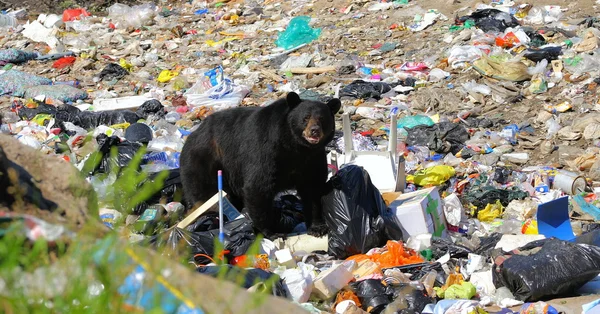 Niedźwiedź w wysypisko śmieci — Zdjęcie stockowe