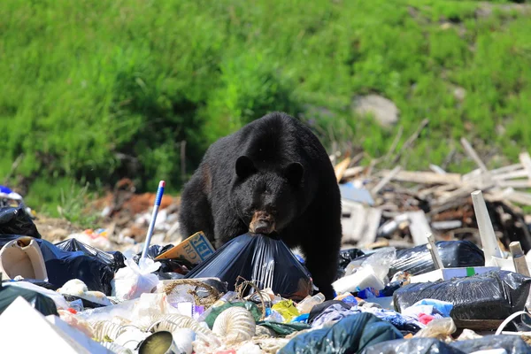 Bear in garbage dump — Stock Photo, Image