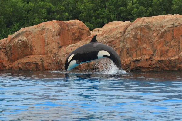 Katil balinalar — Stok fotoğraf
