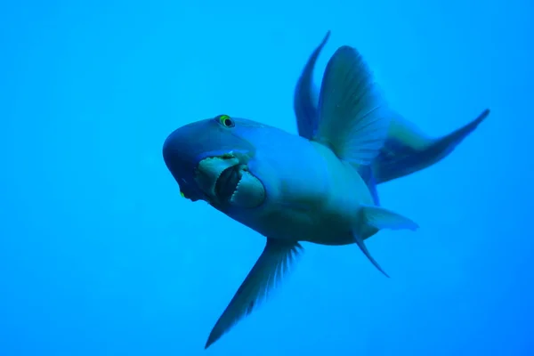 stock image Parrot-fish