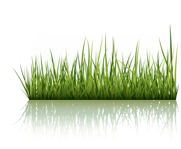 Green Grass Isolated On White — Stock Vector