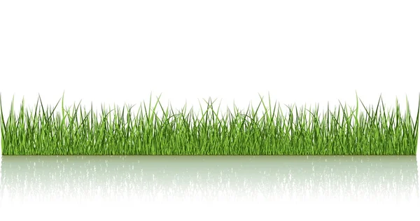 Grönt gräs återspeglas — Stock vektor