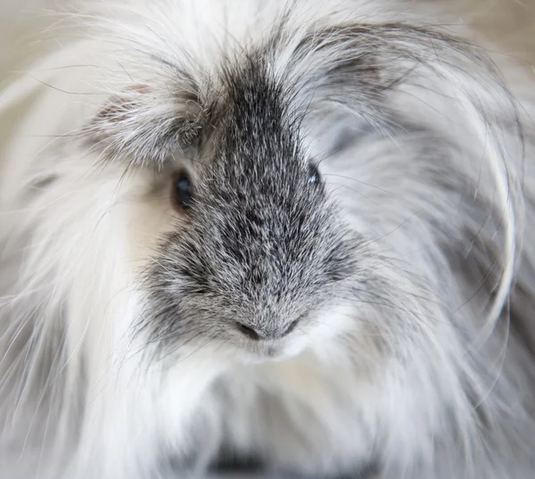 stock image Single Guinea Pig At Home