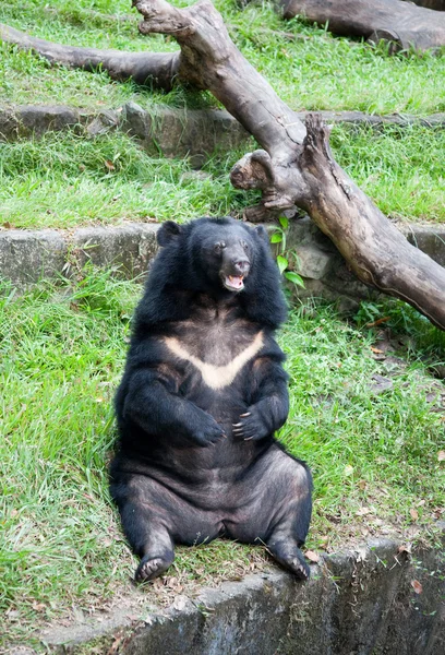 胖熊 — 图库照片