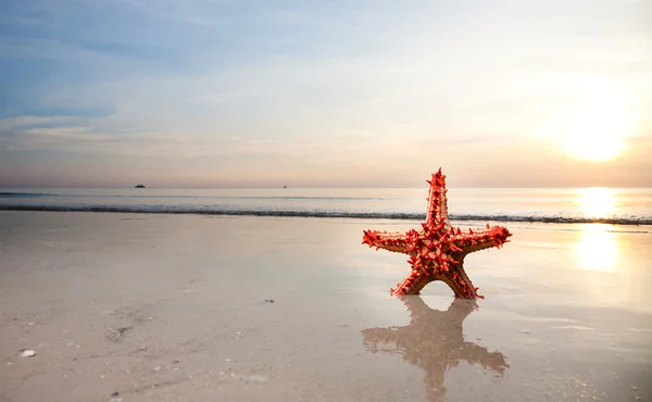 해변에 빨간색 불가사리 — 스톡 사진