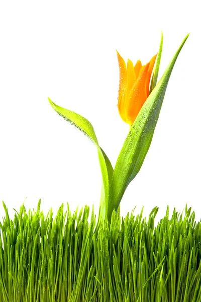Blommor Och Gräs Isolerad Vit Bakgrund — Stockfoto