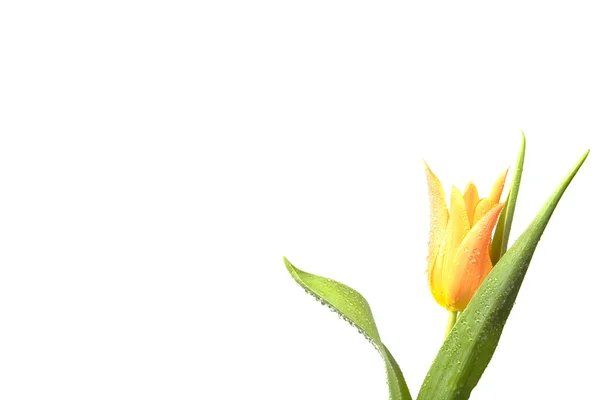 Orange Tulpe Isoliert Auf Weiß — Stockfoto