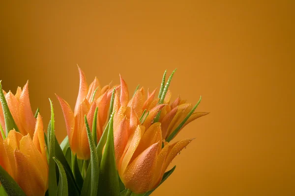 Orange Tulips Orange Background — Stock Photo, Image