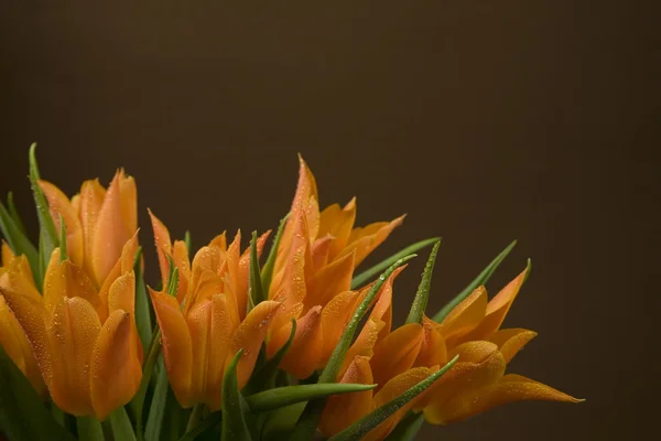 Orange Tulpen Auf Braunem Hintergrund — Stockfoto