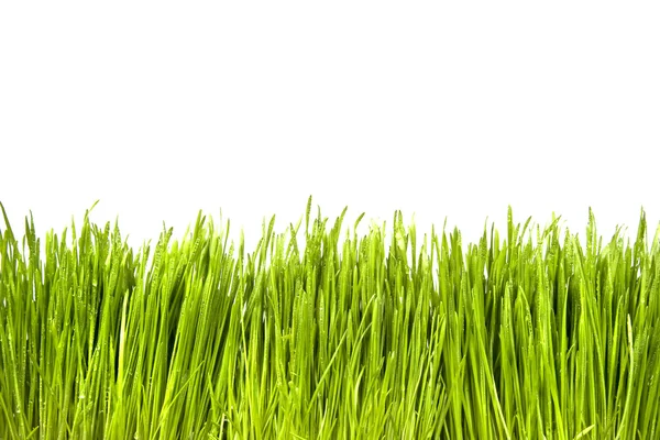Grünes Gras Mit Wassertropfen Auf Weißem Grund — Stockfoto