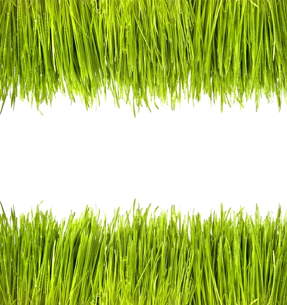 Groen gras frame — Stockfoto