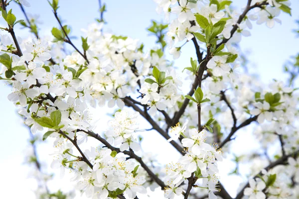 stock image Spring Is Comming. Cherry Tree.