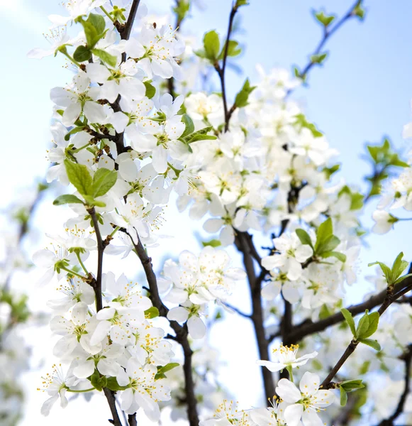 stock image Cherry Tree