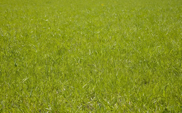 Färskt Grönt Gräs Vårsäsongen — Stockfoto