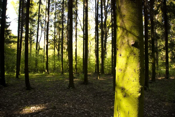 光と影と日当たりの良い森 春の時間 — ストック写真