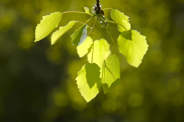 First Leafs Sunlight — Stock Photo, Image