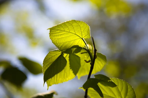 Ανοιξη Πρώτη Φύλλα Κάτω Από Φως Του Ήλιου — Φωτογραφία Αρχείου