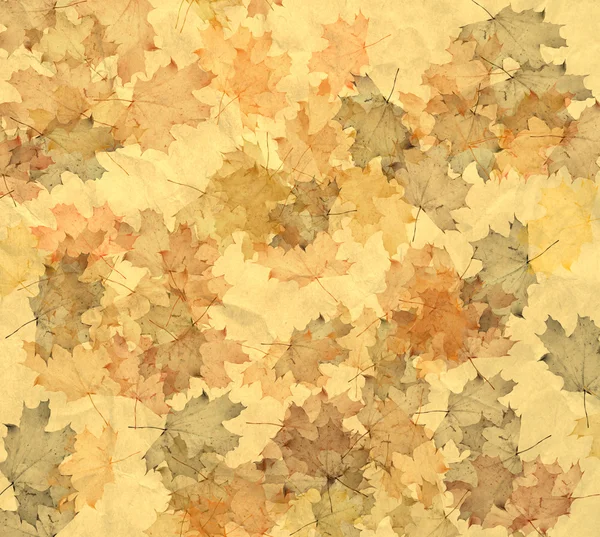 Карликовые Листья Желтом Фоне — стоковое фото