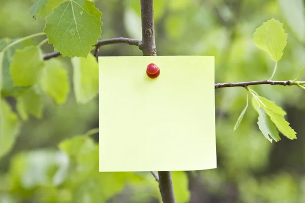 Nota Sobre Árvore Pronto Para Sua Mensagem — Fotografia de Stock