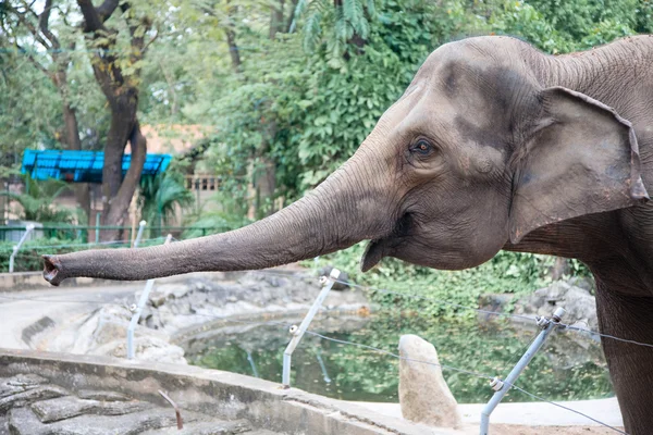 大きな象 — ストック写真