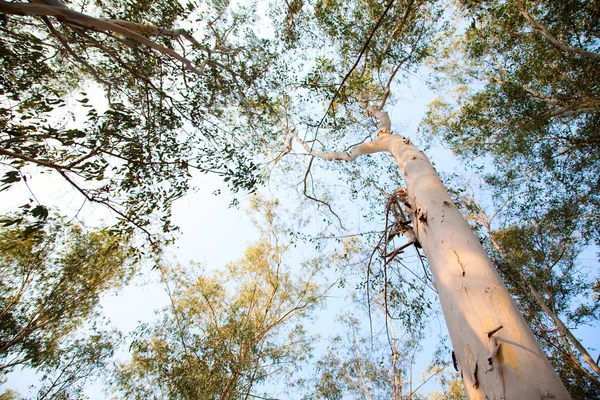 Drzew eukaliptusowych — Zdjęcie stockowe