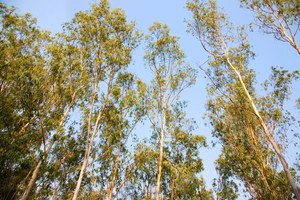 Эвкалиптовые деревья — стоковое фото