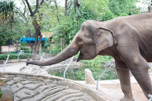 Elefante Grande Zoológico —  Fotos de Stock