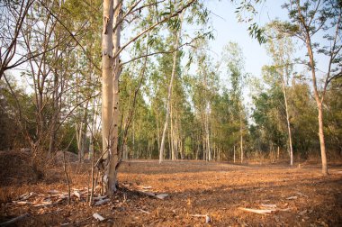 Eucalyptus forest at sunset clipart