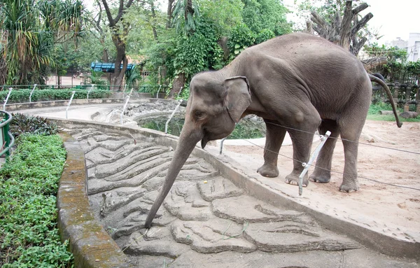 큰 코끼리 — 스톡 사진
