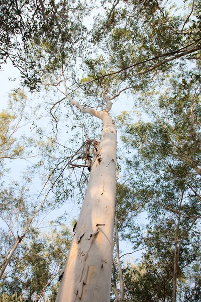 Eucalyptus trees — Stock Photo, Image