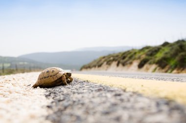 Kaplumbağa yol