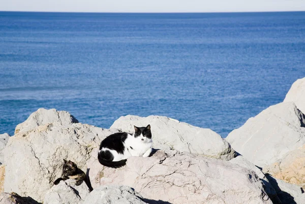 Две кошки рядом с океаном — стоковое фото