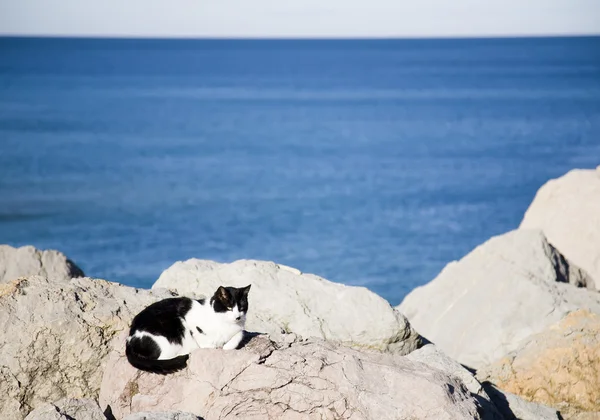 Güneş altında kedi