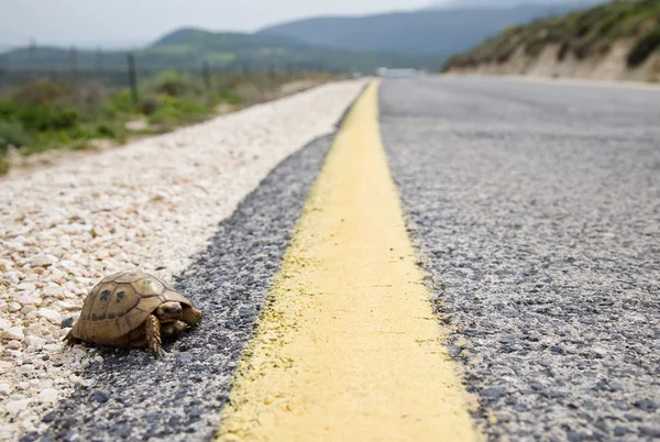 Tortuga — Foto de Stock