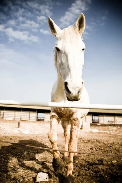 stock image Horse