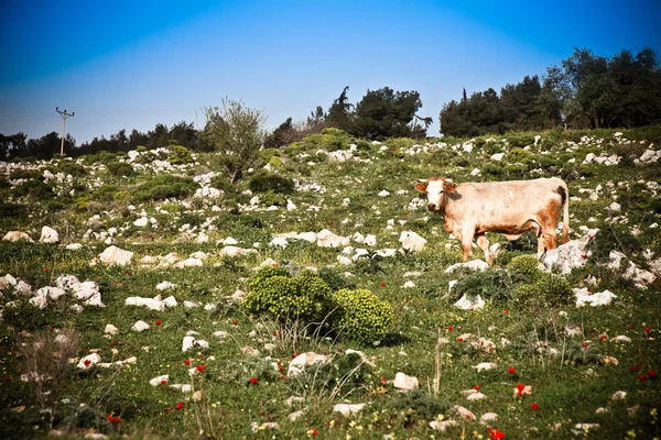 Корова на полі — стокове фото