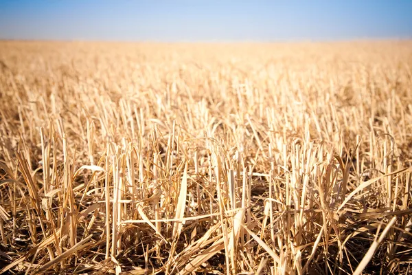 Mown field of wheat — Stock Photo, Image