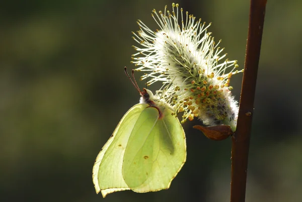 白菜蝴蝶在一朵花上的照片 — 图库照片