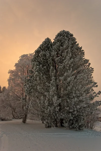 Árvores Geladas Baixa Luz Meados Inverno — Fotografia de Stock
