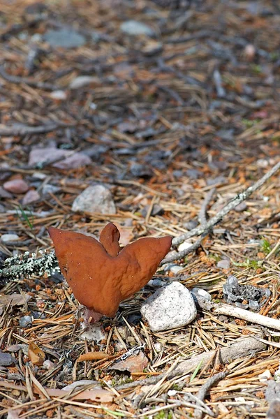 Photo Small Angel Shaped Mushroom — Stock Photo, Image