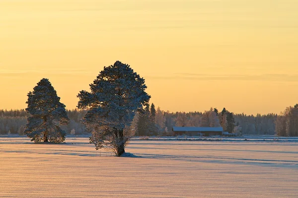 Árvores Pôr Sol Inverno — Fotografia de Stock