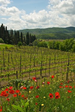 Wineyard and Poppies clipart