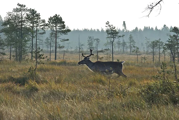stock image Reindeer running in wilderness.