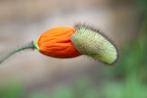 stock image Let me bloom