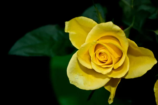 stock image Spiral Flower